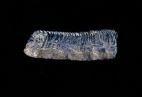 藏品(魟魚類(模))的圖片